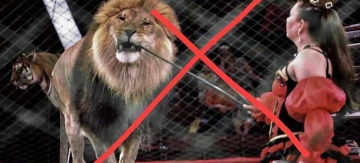 Вимагаємо заборонити експлуатацію тварин в цирках!