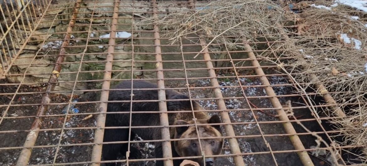 Ми врятували ведмедя!