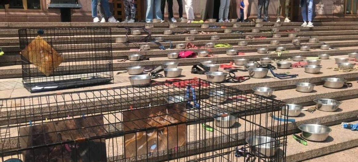 Акція на згадку про собак, які загинули в Бородянському притулку на весні 2022 року