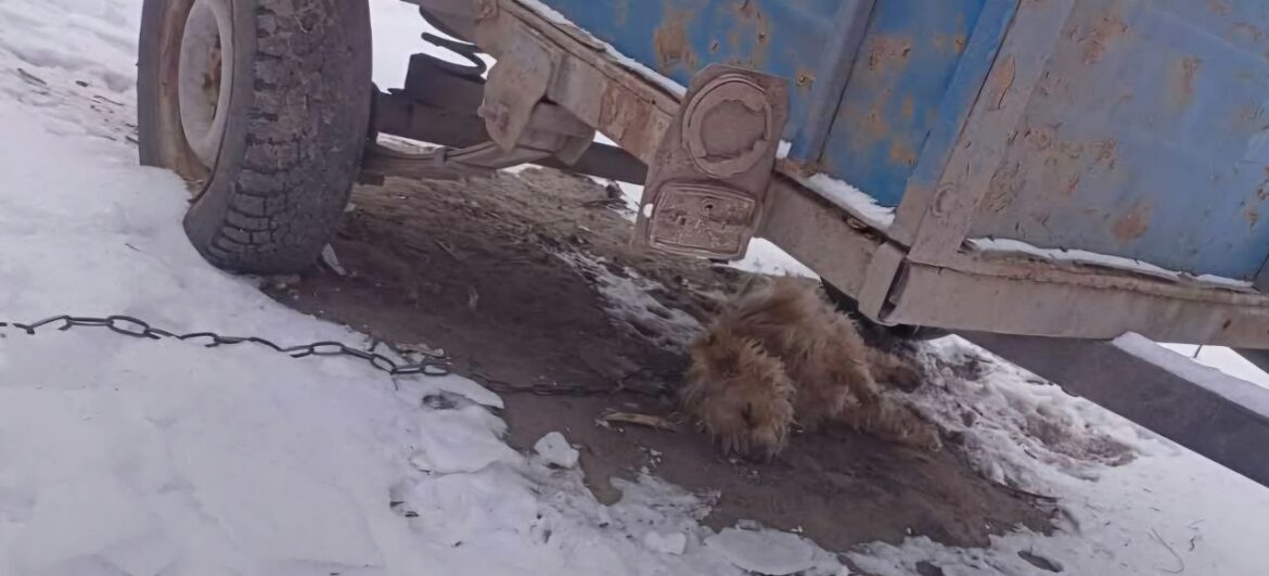 Напівлиса собака при -15 °С на прив'язі у дворі – померла від переохолодження