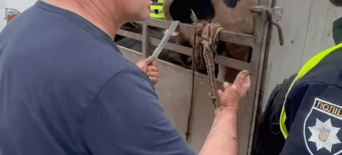 Знущання над сільгосптваринами під час транспортування. Поліція неспроможна.