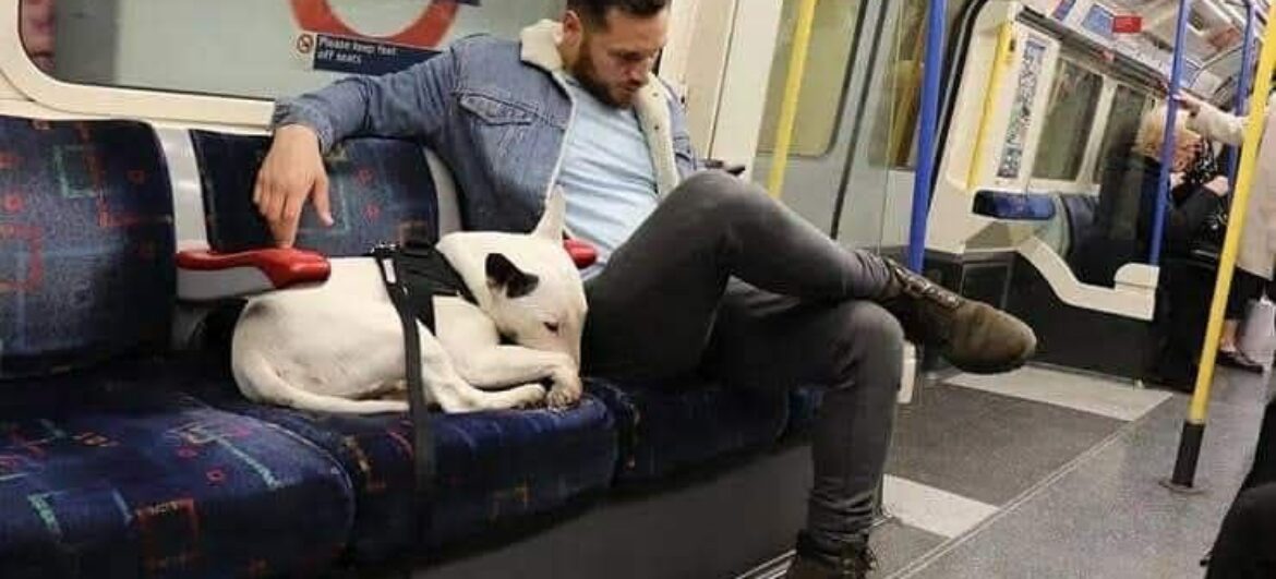 Кияни закликають владу дозволити проїзд в метро з собаками
