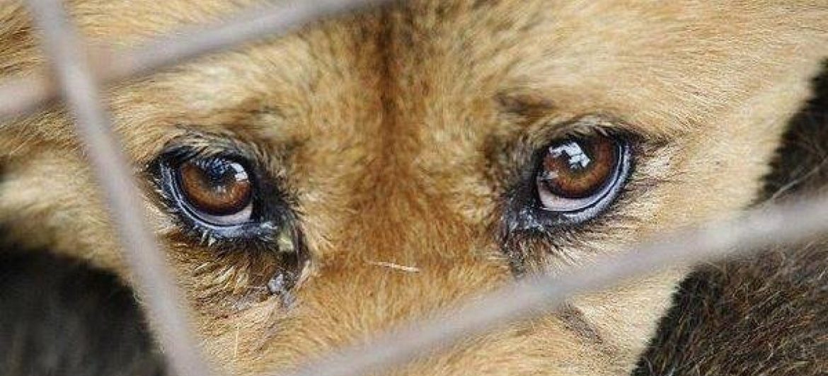 Зоозахисники здобули повну перемогу