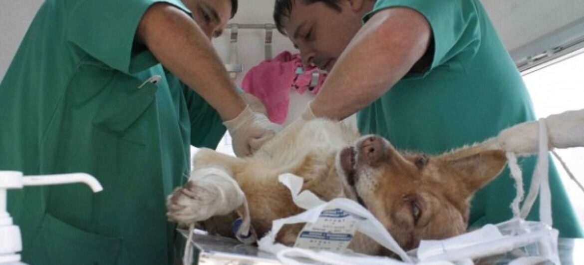 У Первомайську безкоштовно здійснюється стерилізація собак