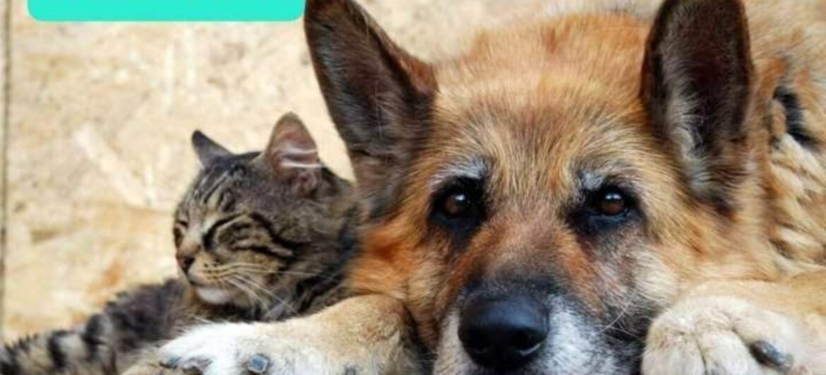 Затверджено порядки тимчасового вилучення тварин поліцією