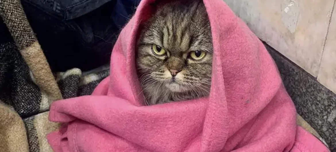 В укриття пускатимуть з тваринами