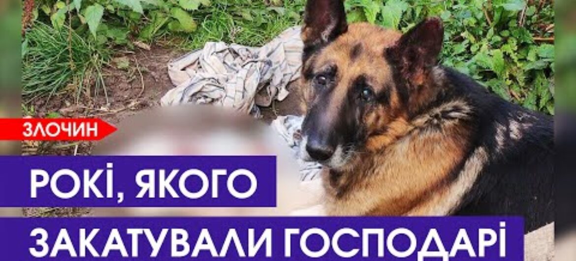 Господарі закатували вівчарку