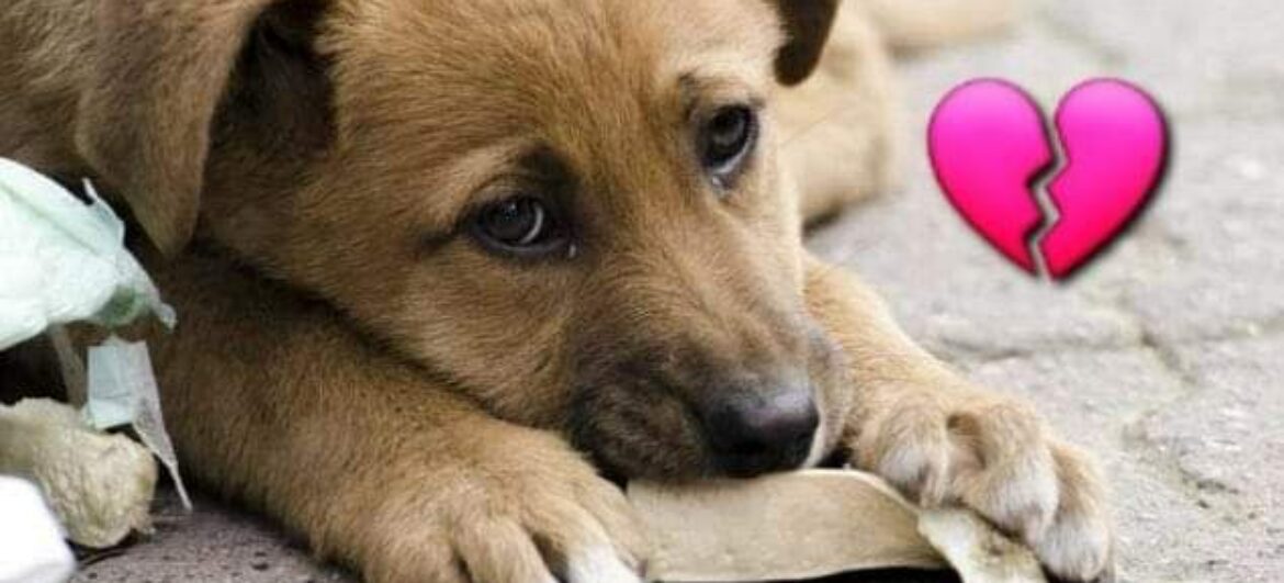 4 жовтня – Всесвітній день тварин